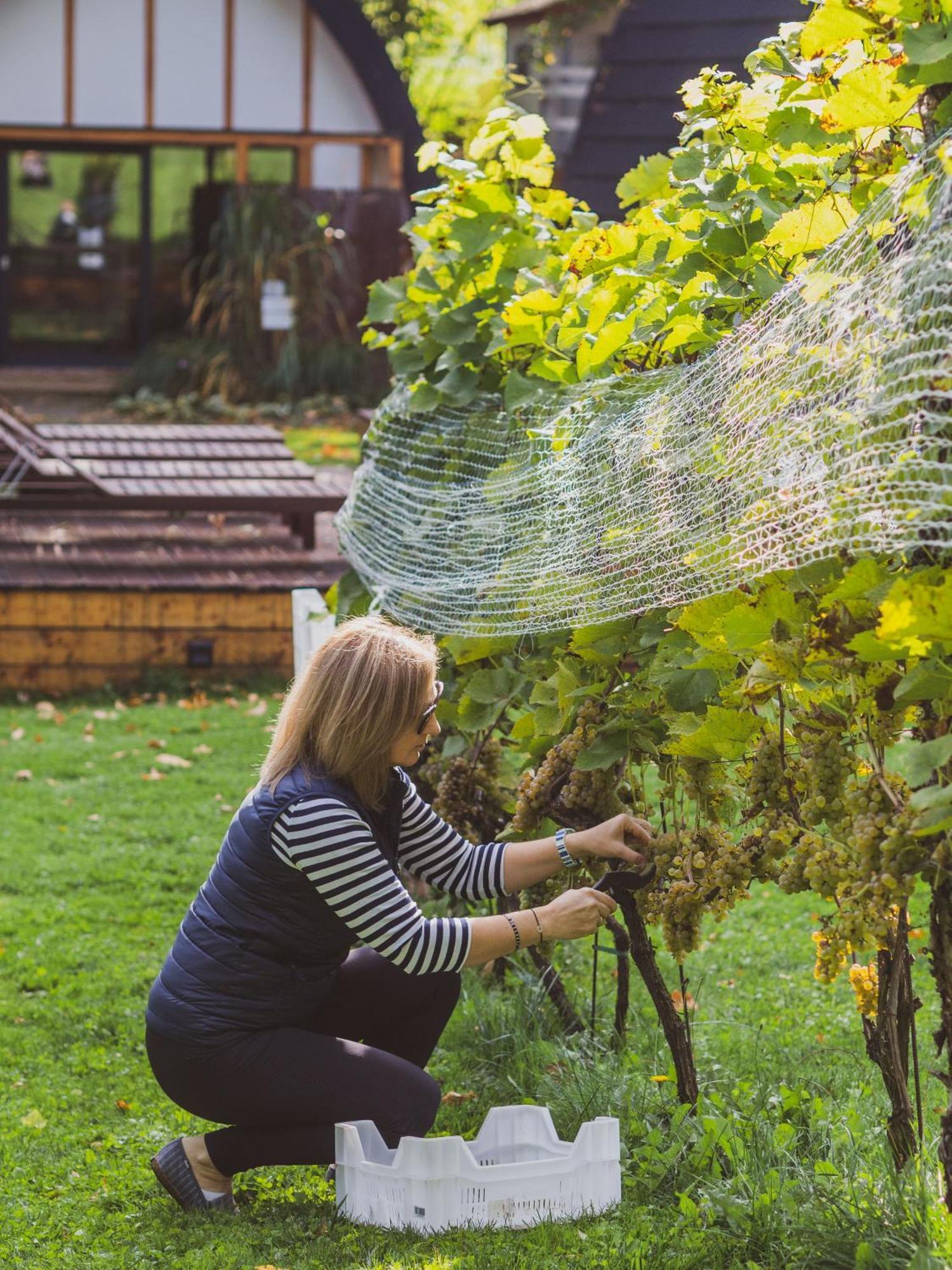 Sen I Wino, Domki Na Winnicy Ze Strefa Spa Żywiec Exterior foto
