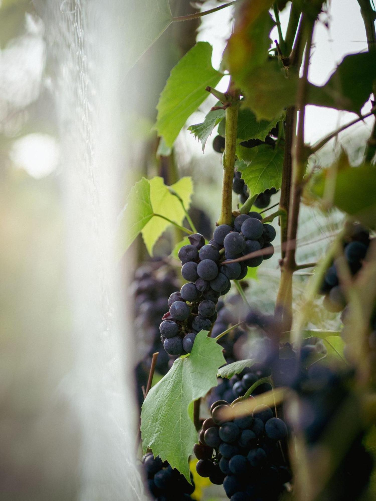 Sen I Wino, Domki Na Winnicy Ze Strefa Spa Żywiec Exterior foto
